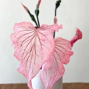 FREE SHIPPING - Pink Princess Symphony Caladium Bulbs