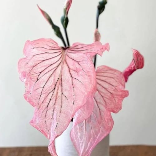 Pink Princess Symphony Caladium Bulbs Live Plant (ALL Starter Plants REQUIRE You to Purchase 2 plants) ppp Pre-Order March