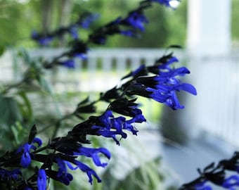 Black and Blue Salvia Plug Starter Plant (ALL Starter Plants REQUIRE You to Purchase 2 plants)