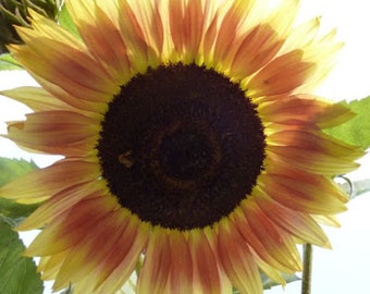 Red Lemon Bicolor Sunflowers seeds Flowers