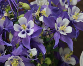 Columbine Dark Blue and White Live Starter Plant (ALL Starter Plants REQUIRE You to Purchase 2 plants) Bi-tone Flowers
