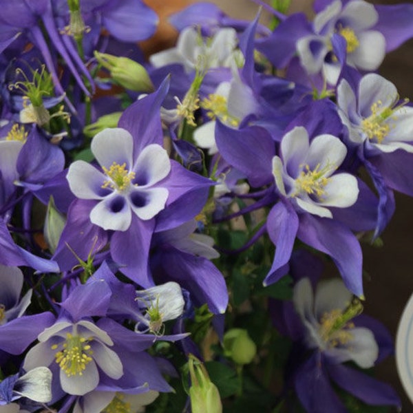 Columbine Dark Blue and White Live Starter Plant (ALL Starter Plants REQUIRE You to Purchase 2 plants) Bi-tone Flowers