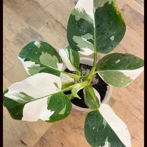 Small White Wizard Philodendron Variegated PPP House Plants ALL Starter Plants REQUIRE You to Purchase 2 plants image 1