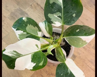 FREE SHIPPING - Variegated White Wizard Philodendron Starter Plant