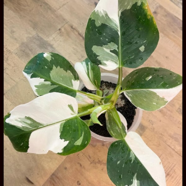 Small White Wizard Philodendron Variegated PPP House Plants  (ALL Starter Plants REQUIRE You to Purchase 2 plants)