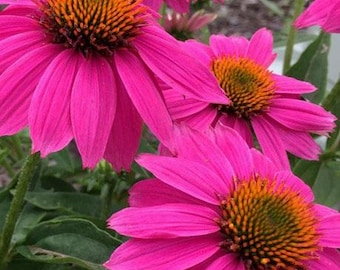 FREE SHIPPING - Echinacea Hot Pink Wildberry Coneflower