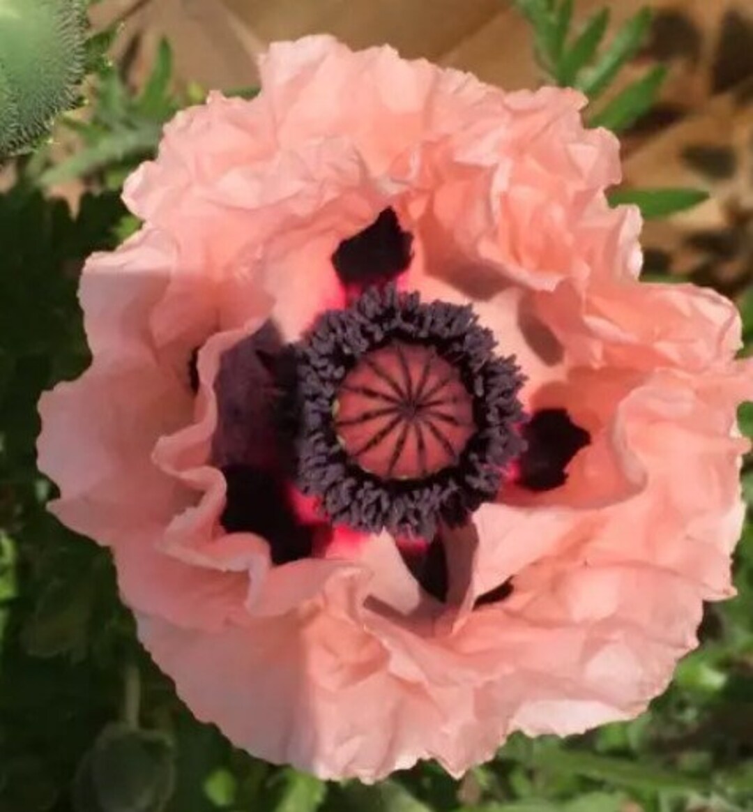 Coral Reef Poppy Flower Plug Starter Plant ALL Starter Plants REQUIRE