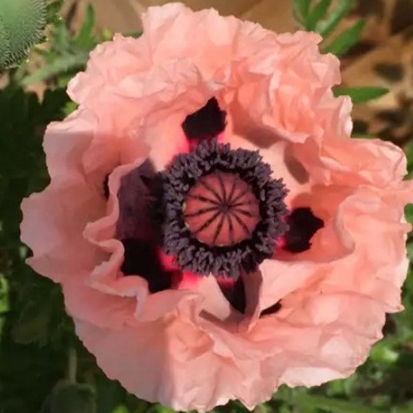 Coral Reef Poppy Flower Plug Starter Plant (ALL Starter Plants REQUIRE You to Purchase 2 plants)