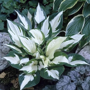 May include: A close-up of a hosta plant with large, variegated leaves. The leaves are a vibrant green with creamy white edges and centers. The plant is surrounded by rocks and other greenery, creating a natural garden setting.