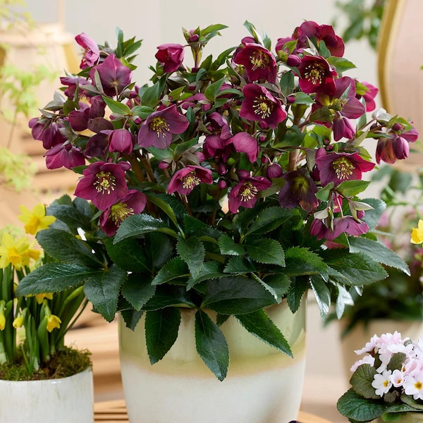 FREE SHIPPING - Red Sparkle Lenten Rose Helleborus