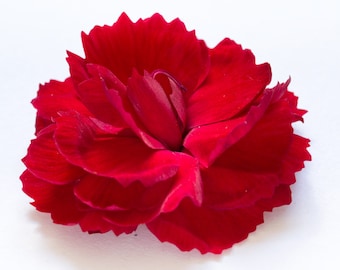 FREE SHIPPING - Red Carnation Dianthus 'Passion'