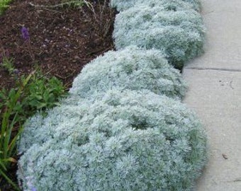 Silver Mound Starter Plant (ALL Starter Plants REQUIRE You to Purchase 2 plants)