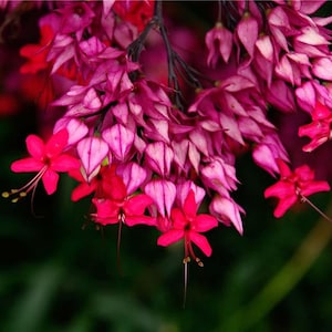 May include: Close-up of a cluster of vibrant pink and red flowers. The flowers have delicate petals and long stamens, set against a dark green background. The image highlights the natural beauty of the floral arrangement.