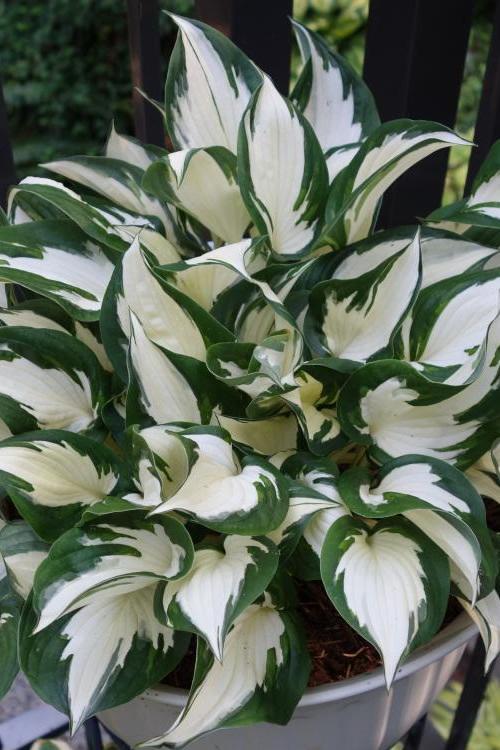 FREE SHIPPING - 3 Pack - Mixed Hosta - Etsy