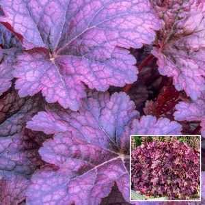 Palace Purple Heuchera Starter Plant (ALL Starter Plants REQUIRE You to Purchase 2 plants)