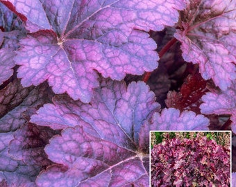 Palace Purple Heuchera Starter Plant (ALL Starter Plants REQUIRE You to Purchase 2 plants)