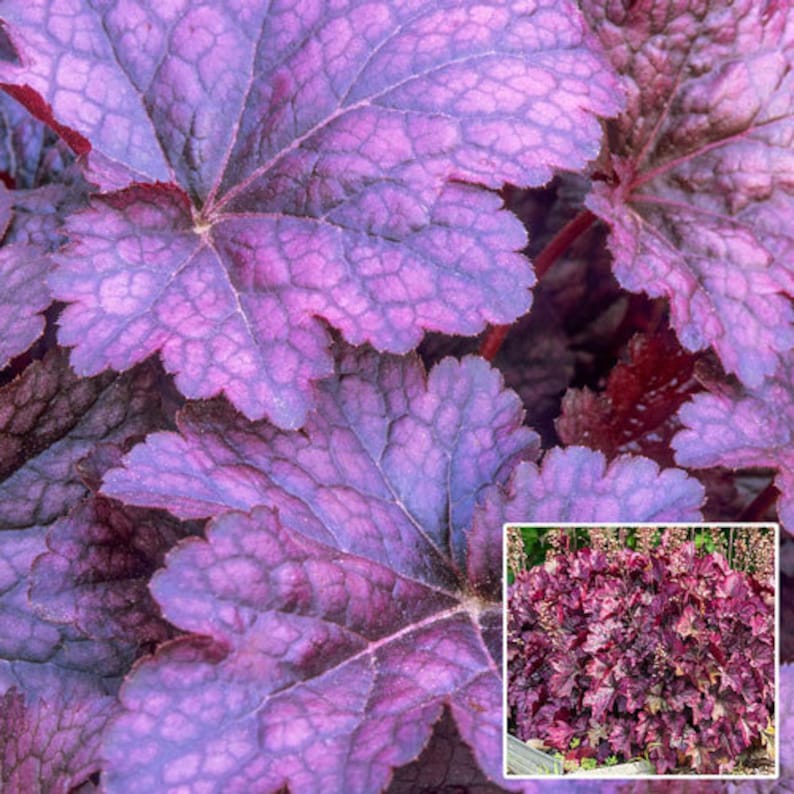 Palace Purple Heuchera Starter Plant ALL Starter Plants REQUIRE You to Purchase 2 plants image 1