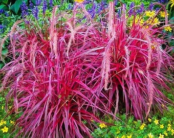 Fireworks Fountain Grass Plug Starter Plant