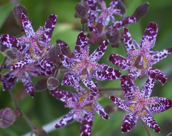 Blue Toad Lily Starter Plant (ALL Starter Plants REQUIRE You to Purchase 2 plants) Tricyrtis 'Sinonome'