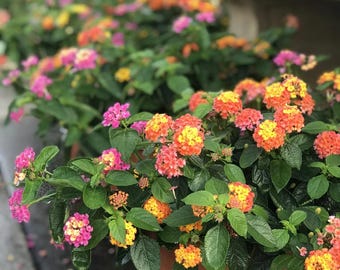FREE SHIPPING - 3 PACK - Lantana Mix