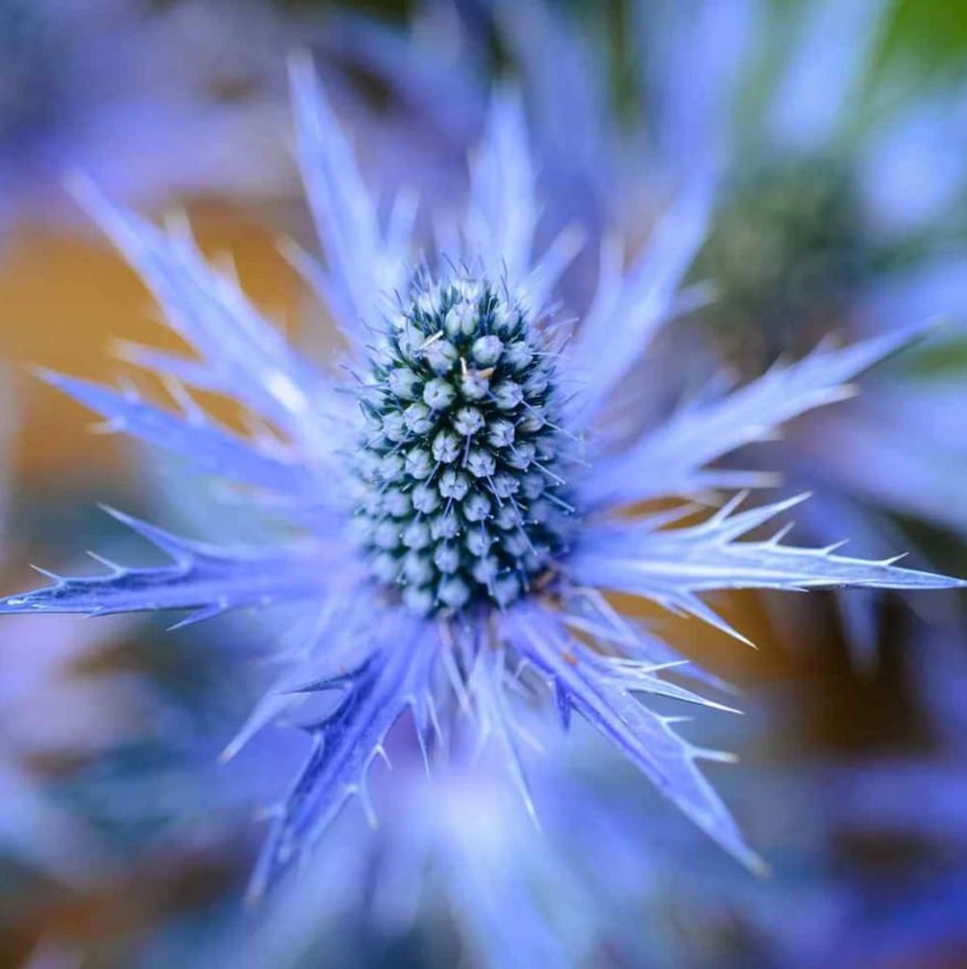 blue-sea-holly-seeds-free-shipping-etsy