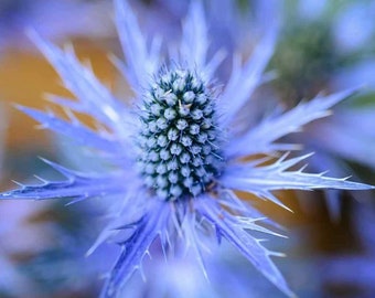 Blue Sea Holly Seeds | FREE SHIPPING