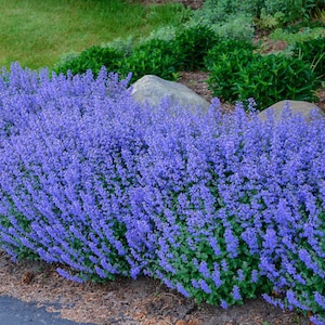 FREE SHIPPING - Blue Catmint Plug Starter Plant