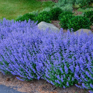 Blue Catmint Plug Starter Plant (ALL Starter Plants REQUIRE You to Purchase 2 plants)