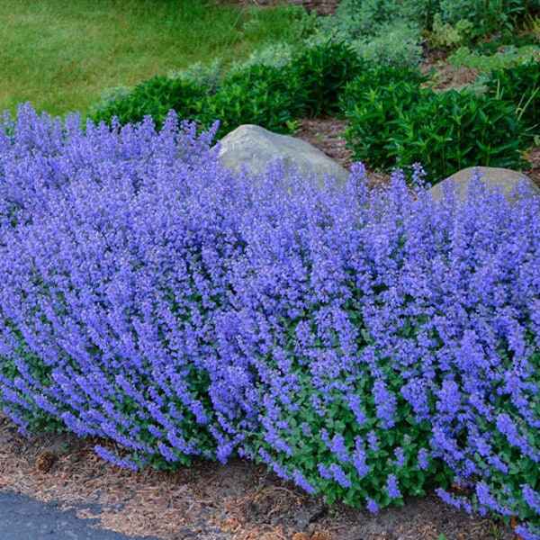 Blue Catmint Plug Starter Plant (ALL Starter Plants REQUIRE You to Purchase 2 plants)