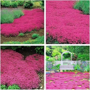 FREE SHIPPING - 3 PACK - Magic Carpet Pink Creeping Thyme Starter Plant ppp