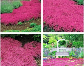 Magic Carpet Pink Creeping Thyme Starter Plant (ALL Starter Plants REQUIRE You to Purchase 2 plants) ppp