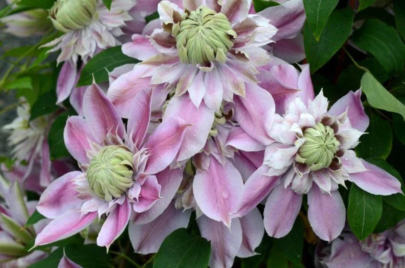 FREE SHIPPING - Josephine Evijohil Clematis Large Blooming Pink and ...