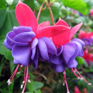 Blue Eyes Fuschia Flowers Starter Plant (ALL Starter Plants REQUIRE You to Purchase 2 plants) Live Plant