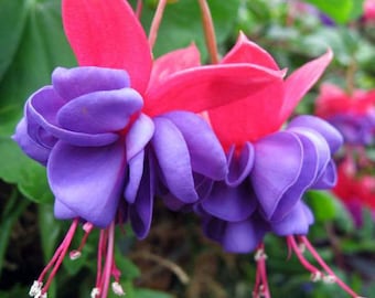 Blue Eyes Fuschia Flowers Starter Plant (ALL Starter Plants REQUIRE You to Purchase 2 plants) Live Plant