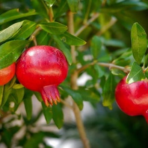Plantas de interior de granado miniatura