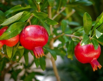 Miniature Pomegranate Bush (ALL Starter Plants REQUIRE You to Purchase 2 plants) House Plants