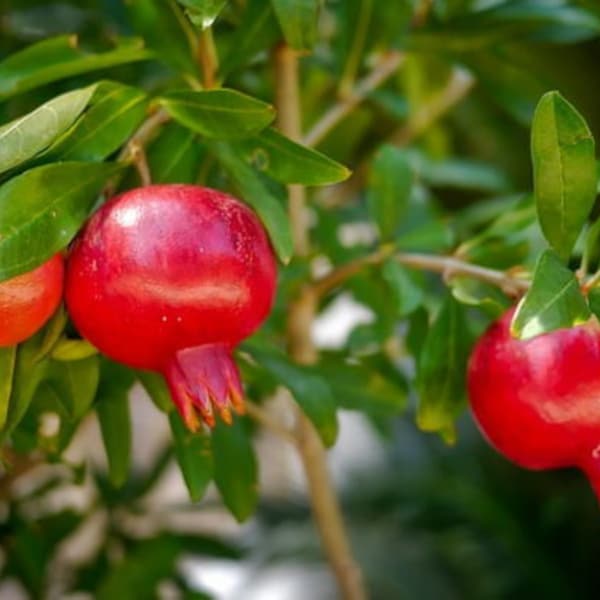 Miniature Pomegranate Bush (ALL Starter Plants REQUIRE You to Purchase 2 plants) House Plants