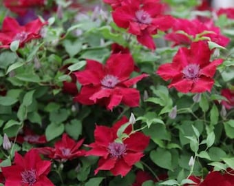 FREE SHIPPING - Nubia Clematis Red Flowers Vine Starter Plant