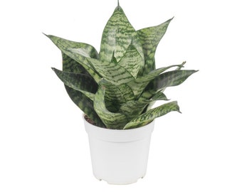 Forest Sansevieria Snake Plant Starter (ALL Starter Plants REQUIRE You to Purchase 2 plants) House Plants