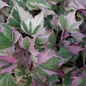 Tricolor Sweet Potato Vine Starter Plant (ALL Starter Plants REQUIRE You to Purchase 2 plants) Pink Plants