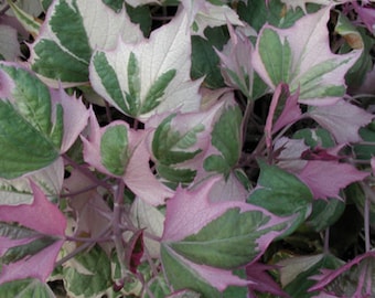 FREE SHIPPING - Tricolor Sweet Potato Vine Starter Plant: Variegated Pink Foliage