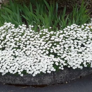 White Candytuft Snow Cone Starter Plant (ALL Starter Plants REQUIRE You to Purchase 2 plants) White Flowers