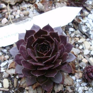 BLACK Hen and Chicks succulents (ALL Starter Plants REQUIRE You to Purchase 2 plants)