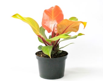 Prince of Orange Philodendron Starter (ALL Starter Plants REQUIRE You to Purchase 2 plants) House Plants (will ship at a later date)