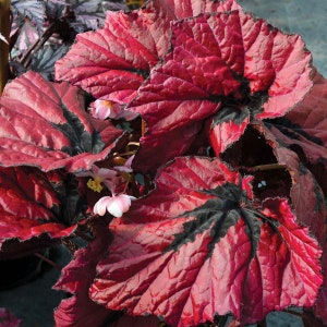 Red T-Rex Begonia Starter Plant (ALL Starter Plants REQUIRE You to Purchase 2 plants)