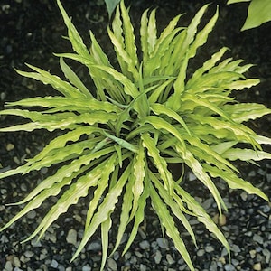 FREE SHIPPING - Curly Fries Hosta Shade Plants