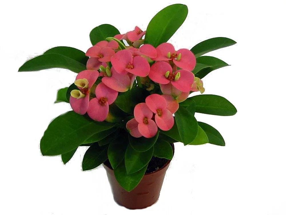 Pink Crown of Thorns Eos Starter House Plants FREE SHIPPING