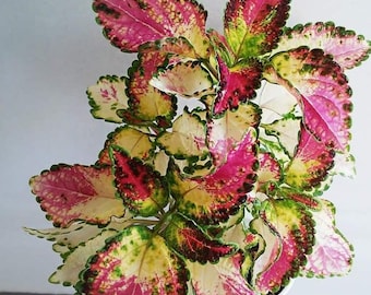 Tapestry Coleus Starter Plant ppp (ALL Starter Plants REQUIRE You to Purchase 2 plants) WOW