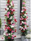 FREE SHIPPING - 3 Pack Mandevilla Mix - Red, White & Pink