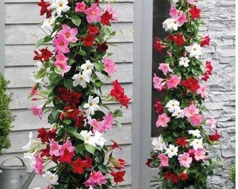 FREE SHIPPING - 3 Pack Mandevilla Mix - Red, White & Pink